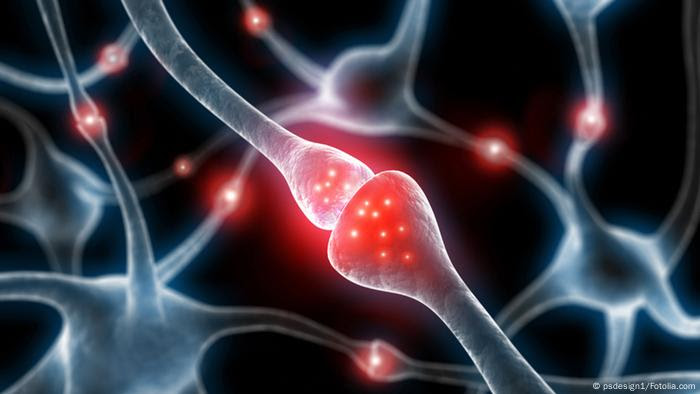 Synapses