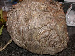 Hornet's nest