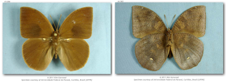 Narope panniculus