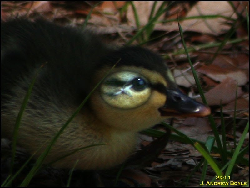 Mallard Mallard