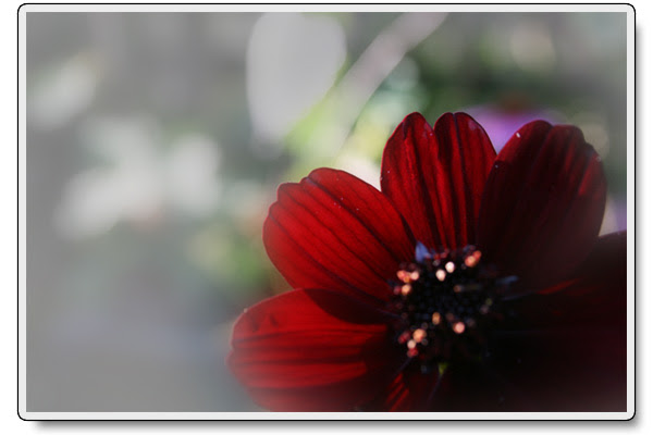 Chokladblomma