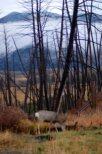 Deer