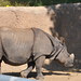 San Diego - Rhinoceros