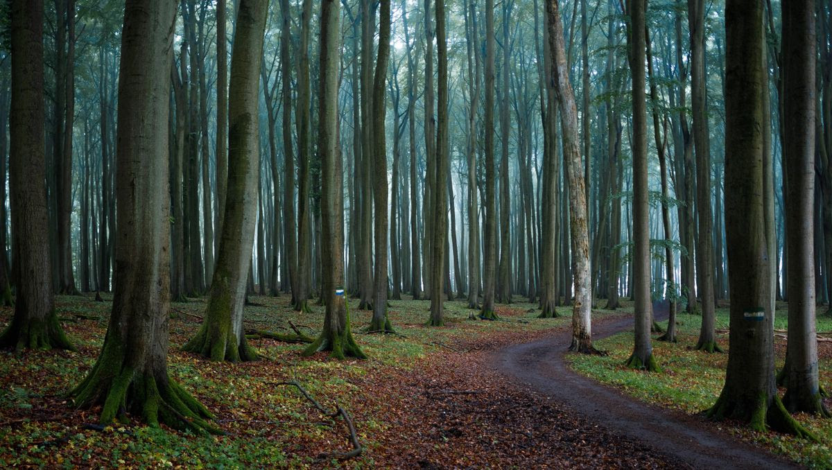 Landkreis Harburg: Tote Frau in Wald bei Hamburg gefunden – Tatverdächtiger festgenommen
