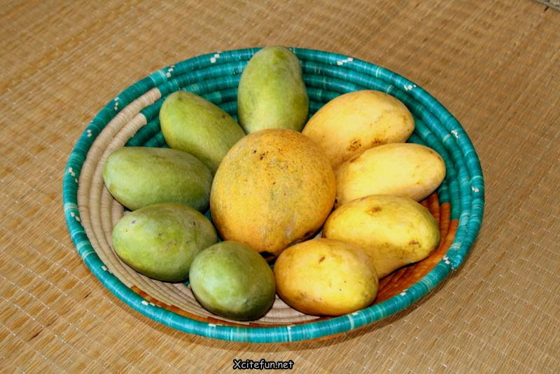 Types Of Mango King of Fruit Types Of Mango King of Fruit