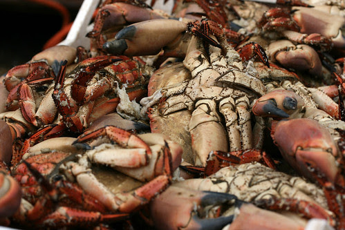 Lots of crabs