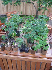 #150 - Seedlings ready for the garden