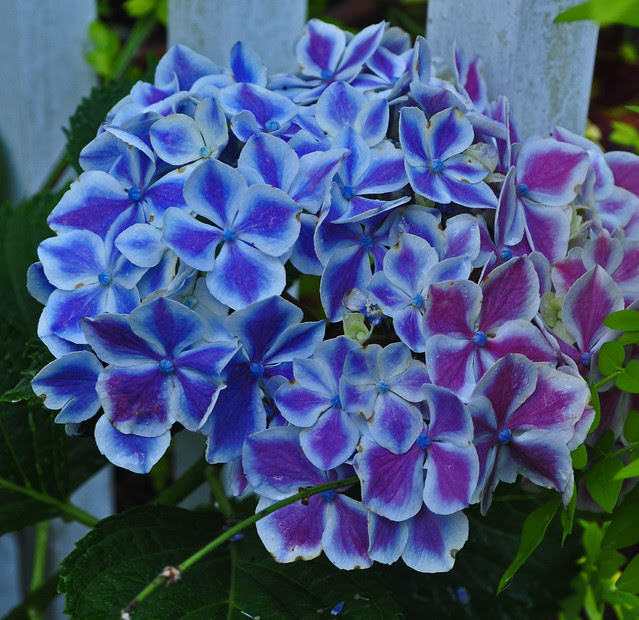 Hydrangea macrophylla 'Frau Kinue' (Angel Robe)