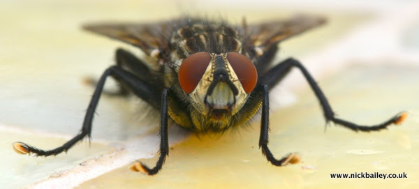 big black fly. © Nick Bailey