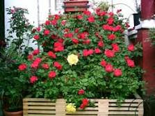 http://t1.gstatic.com/images?q=tbn:ANd9GcTVCIApVEs6iuUuktlIxgeLegY6dy3V0WlS47bNtA5qbG5jl6XyO5jMjIZi
