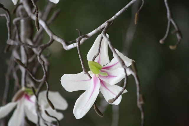 IMG_0597 (427x640, 94Kb)