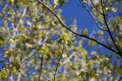 Tree 3
