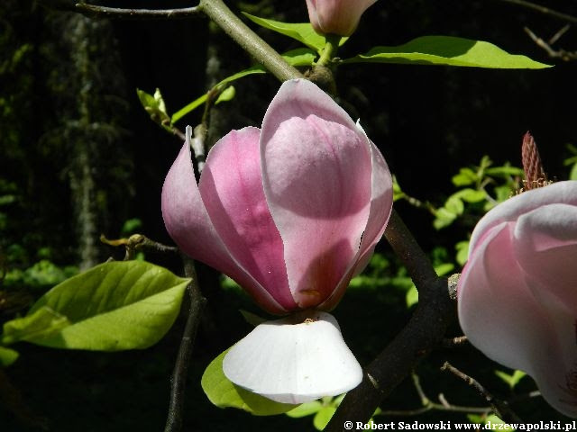 Magnolia 'Peppermint Stick' Kwiaty Magnolia 'Peppermint Stick'