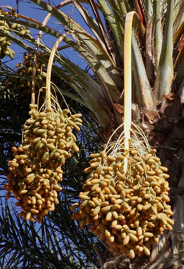 nasamulia http://upload.wikimedia.org/wikipedia/commons/1/17/Dates_on_date_palm.jpg