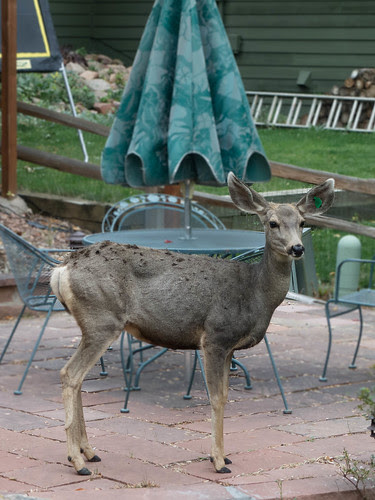 Mummy deer