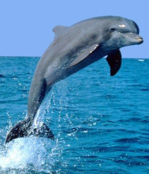 dolphin1b1
