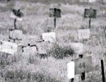 numbered_graves