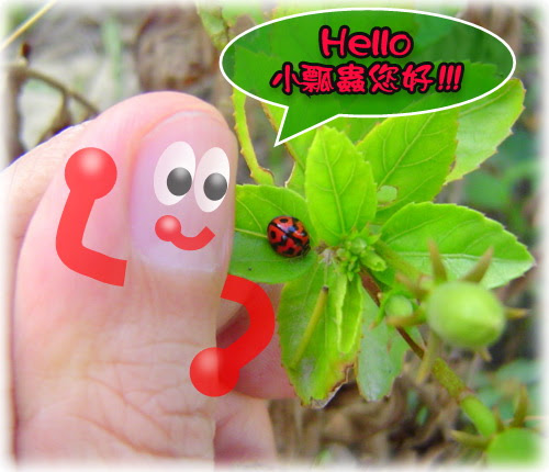 無限台南/六條瓢蟲