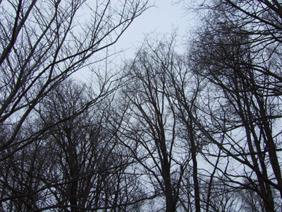 winter sky
