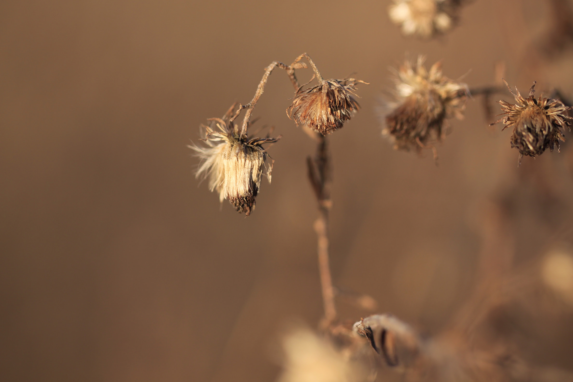 dried blooms