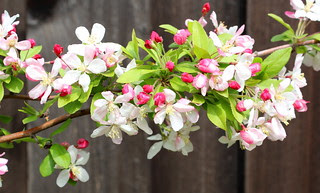 flowering cherry
