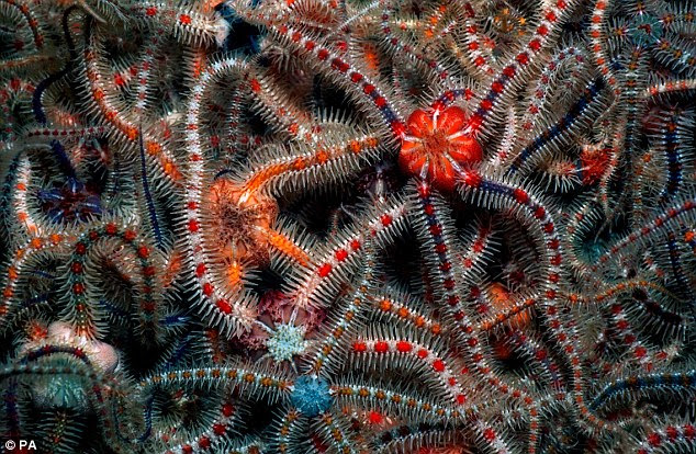  Contoh  Hewan  Invertebrata  Echinodermata Hontoh