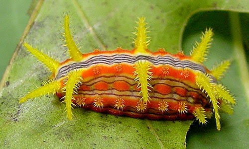 10 Beautiful
Yet Toxic Caterpillars rose slug 10 Beautiful Yet Toxic Caterpillars