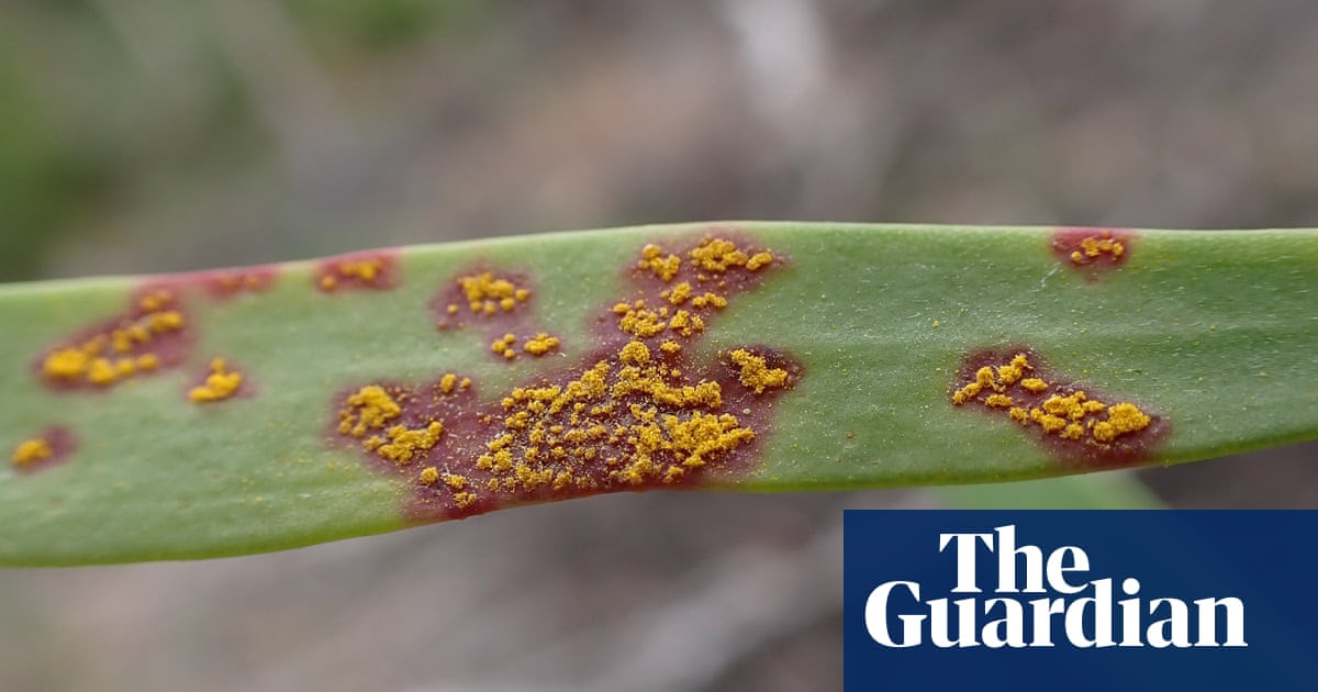 ‘Silent extinction’: myrtle rust fungus spreads to WA’s Kimberley