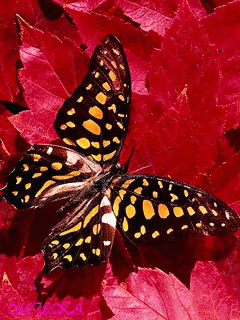 Бабочка на листьях