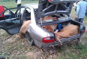 sumber - Twitter Dua lelaki kempunan, 4 ekor lembu curi ditemui dalam kereta