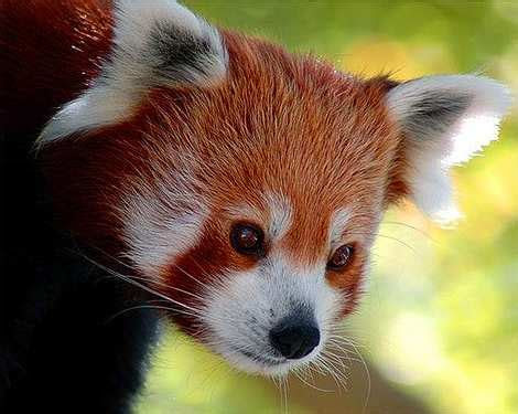 rare red panda
