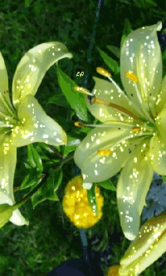 Золотистые лилии