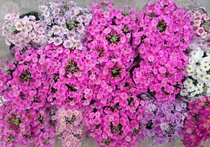 すべての美しい花の画像 綺麗な鉢植え 花 室内 おすすめ