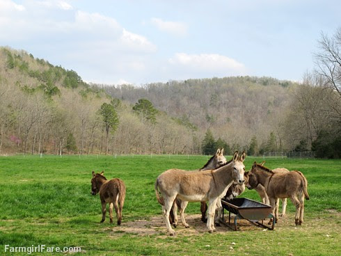 Treat time in Donkeyland (5) - FarmgirlFare.com