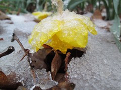 icy bloom by Teckelcar