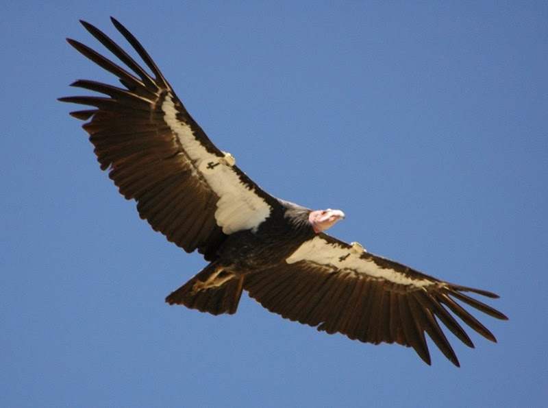 The most rare and beautiful birds in the world