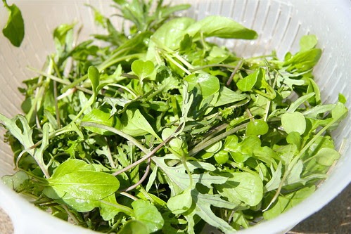 Homegrown Baby Greens! - 94/365