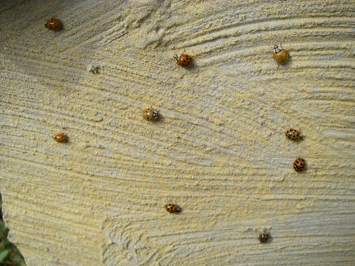 Lots of ladybugs