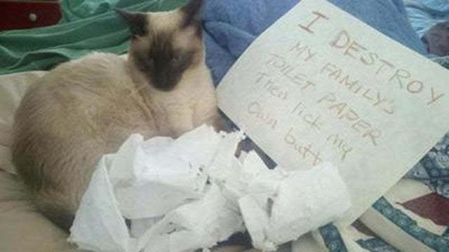 A Small Payback for Disgraceful Cats!
