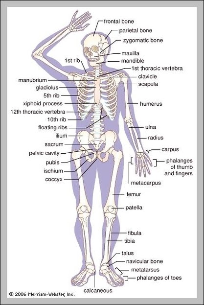 Human Bone Anatomy Labeled / Skeletal System Accessscience From Mcgraw