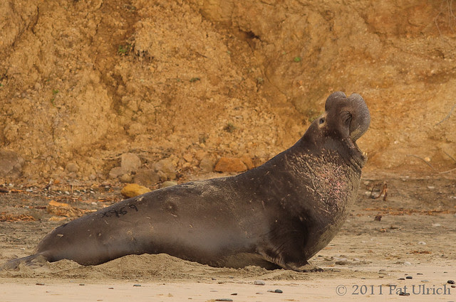 The start of it all - Pat Ulrich Wildlife Photography