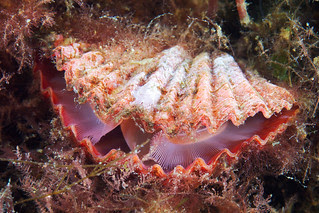 Coptothyris adamsi3a