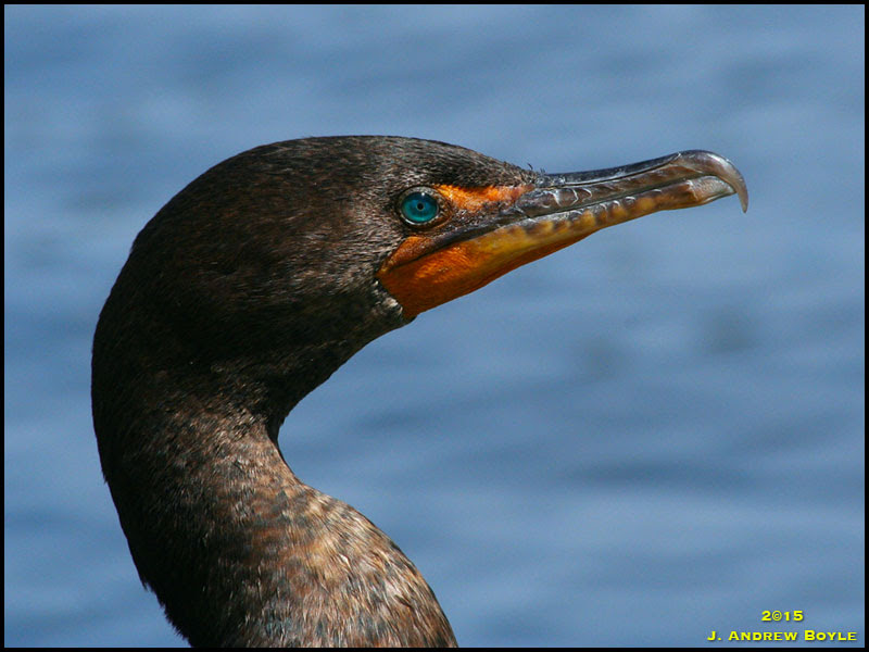 Double-crested Cormorant Double-crested Cormorant