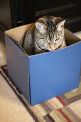 Maggie in the box