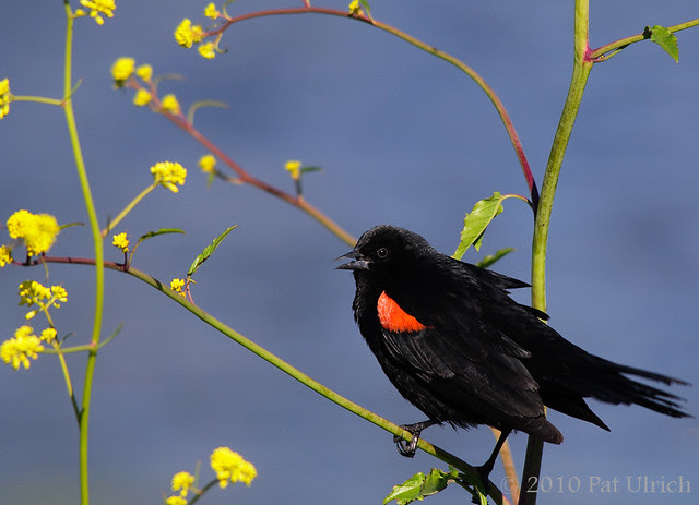 Blackbird in the flowers
