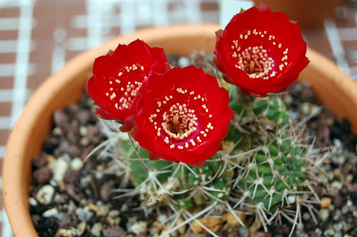 Lobivia sp