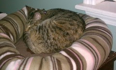 Maggie in the new cat bed