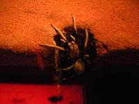 Free Image Hosting at www.ImageShack.us