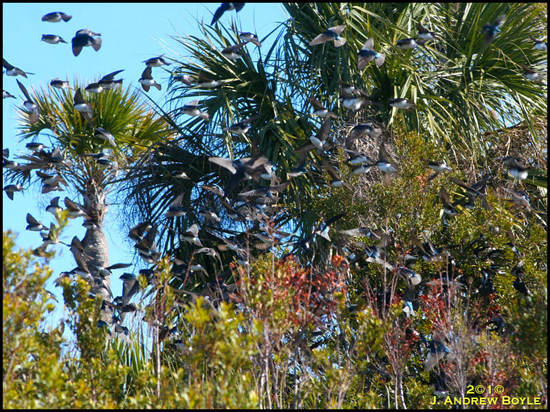 Tree Swallow