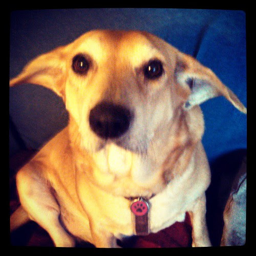 Got ears? #houndmix #rescue #adoptdontshop #dogstagram